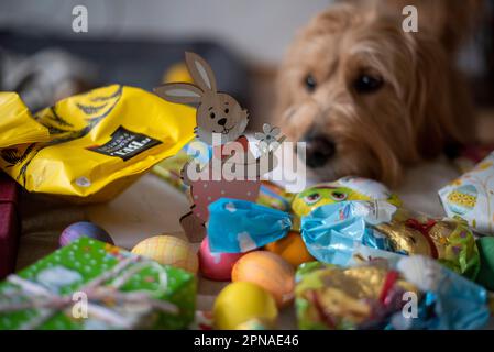 Dog looking at wooden Easter bunny, coloured Easter eggs, Easter gifts, chocolate, Germany Stock Photo