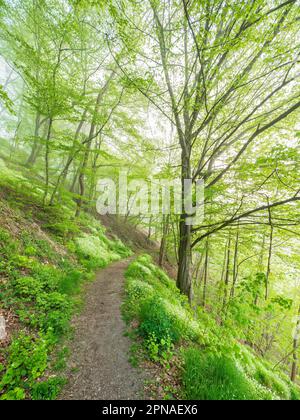 Hiking trail through green forest with morning mist in spring, Thuringian Slate Mountains nature park Park, Upper Saale, Thuringian Forest, Saale Stock Photo