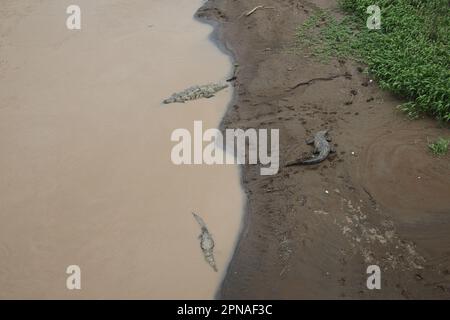 The Tarcoles Bridge near Jaco Beach in Costa Rica is famous for its crocodile population. Stock Photo