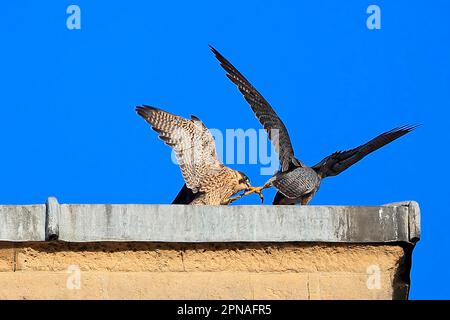Peregrine Falcon (Falco peregrinus) adult and juvenile, juvenile pulling foot of adult with beak, at cathedral nestsite, Norwich Cathedral, Norwich Stock Photo