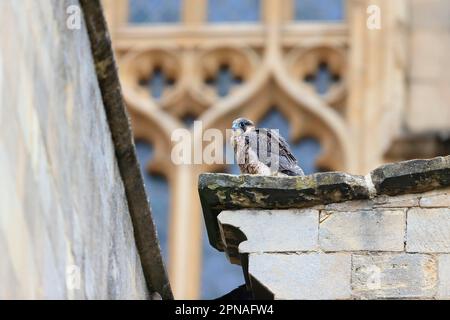Peregrine Falcon (Falco peregrinus) juvenile, perched at cathedral nestsite, Norwich Cathedral, Norwich, Norfolk, England, United Kingdom Stock Photo