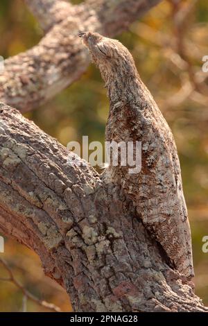 Giant Potoo, Giant Potoo, Animals, Birds, Great Potoo (Nyctibius grandis grandis) adult, roosting during daytime, camouflaged on Pantanal Wildlife Stock Photo