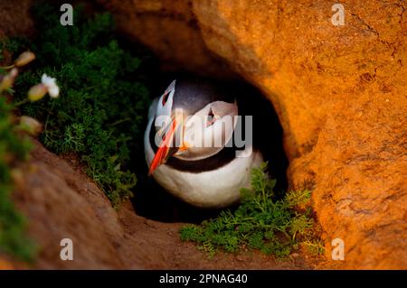 Atlantic Puffin (Fratercula arctica) adult, emerging from nesting burrow, Skomer Island, Wales, United Kingdom Stock Photo