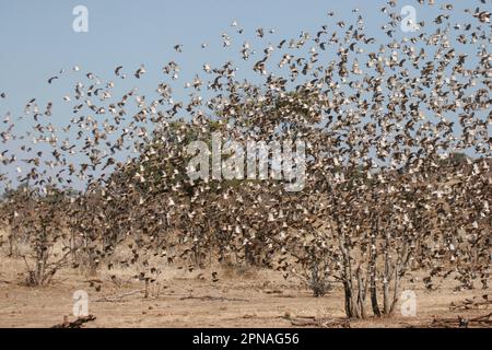 Red-billed quelea (Quelea quelea), songbirds, animals, birds, weaver birds, Red-billed Quelea flock, measured in flight, Botswana Stock Photo