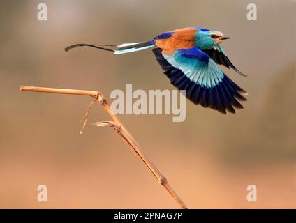 Abyssinian Roller (Coracias abyssinica) adult, in flight, lifting off the trunk, near Goulouombou, Senegal Stock Photo