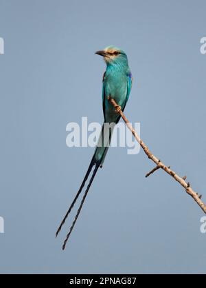 Abyssinian Roller (Coracias abyssinica) adult, in flight, lifting off ...