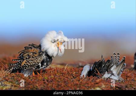 Ruff (Philomachus pugnax) adult males, breeding plumage, displaying at lek, Varanger, Norway Stock Photo