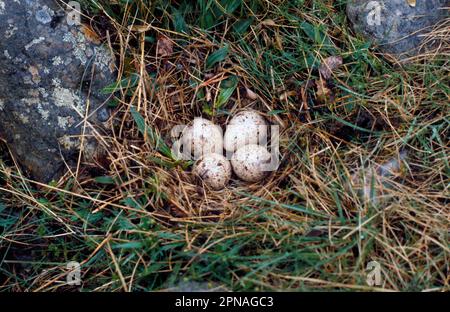 Common sandpiper (Actitis hypoleucos) four eggs in nest Stock Photo