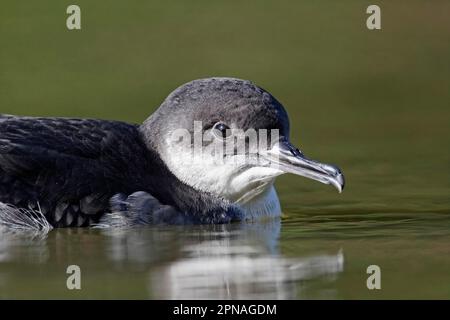 Black-billed Shearwater, manx shearwater (Puffinus puffinus), tube-nosed, animals, birds, Manx Shearwater adult, close-up of head, swimming on canal Stock Photo