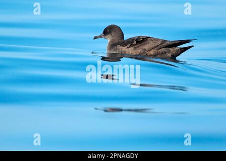 Sooty Shearwater (Puffinus griseus) adult, swimming at sea, Algarve, Portugal Stock Photo