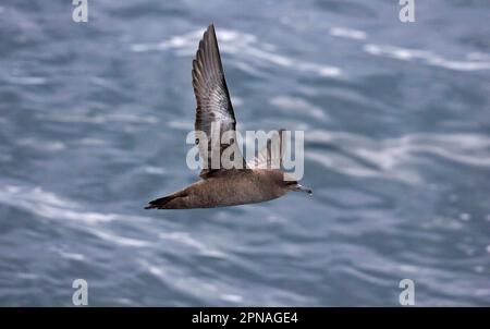Sooty shearwater (Puffinus griseus), Dark Shearwater, Tube-nosed, Animals, Birds, Sooty Shearwater adult, in flight over sea, Lanzarote, Canary Stock Photo
