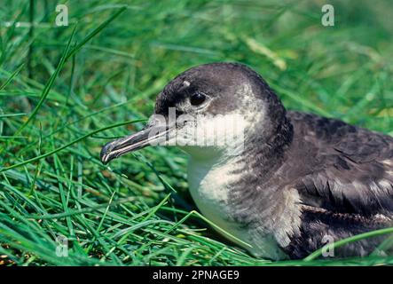 Black-billed Shearwater, manx shearwater (Puffinus puffinus), tube-nosed, animals, birds, Manx Shearwater adult, close-up of head, Iceland Stock Photo