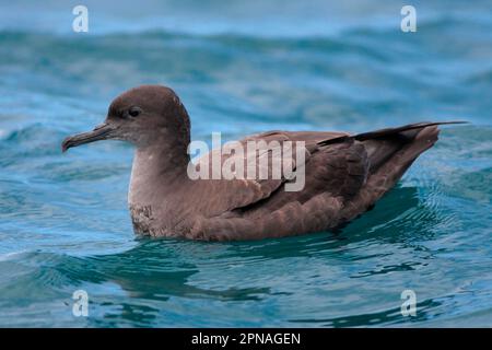 Sooty shearwater (Puffinus griseus), Dark Shearwater, Tube-nosed, Animals, Birds, Sooty Shearwater adult, swimming at sea, Kaikoura, New Zealand Stock Photo