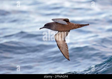 Sooty shearwater (Puffinus griseus) adult, flying over the sea, off New Zealand Stock Photo
