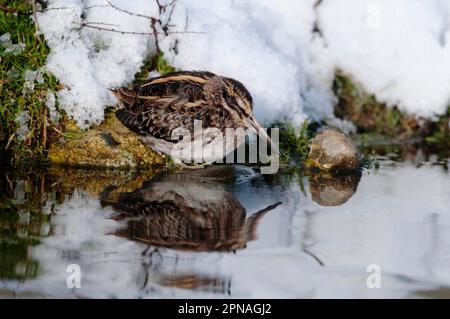 Jack (Lymnocryptes minimus) Snipe adult, feeding, standing on snow covered bank of pond, Salthouse, Norfolk, England, United Kingdom Stock Photo