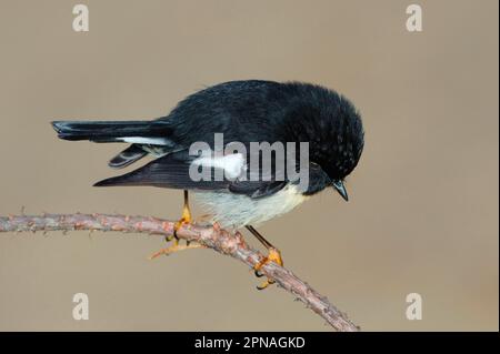 South Island Tomtit (Petroica macrocephala macrocephala), adult male, sitting on a branch, Ulva Island, Stewart Island (Rakiura), New Zealand Stock Photo