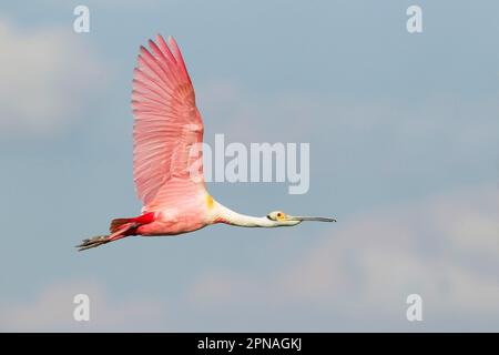 Roseate spoonbill (Ajaia ajaja) adult, in flight, High Island, Bolivar Peninsula, Galveston County, utricularia ochroleuca (U.) (U.) S. A Stock Photo