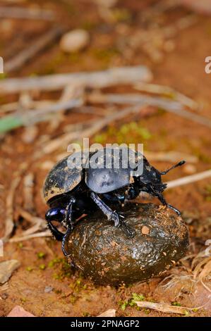 Adult Dor beetle (Geotrupes stercorarius), with ball from the dung of Eurasian wild boar (Sus Scrofa), Italy Stock Photo
