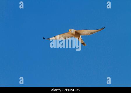 Lesser Kestrel, Lesser Kestrel, falcon, birds of prey, animals, birds, Lesser Kestrel male in flight, Extremadura Spain Stock Photo