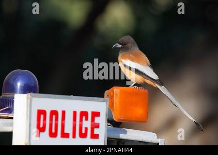 Rufous rufous treepie (Dendrocitta vagabunda) adult, sitting on police lights, near Ranthambhor, Rajasthan, India Stock Photo