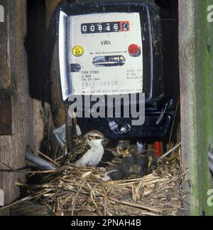 Eurasian treecreeper (Certhia familiaris), Treecreeper, Songbirds, Animals, Birds, Common Treecreeper At nest with young, nest in electricity meter Stock Photo