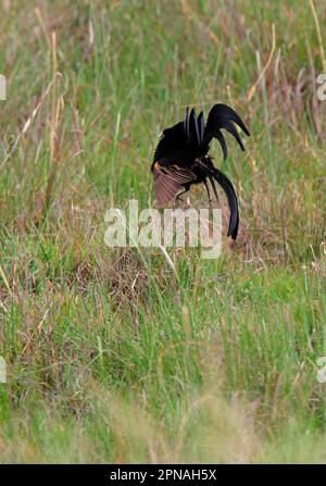 Jackson's Widowbird (Euplectes jacksoni) adult male, displaying at lek, Kenya Stock Photo