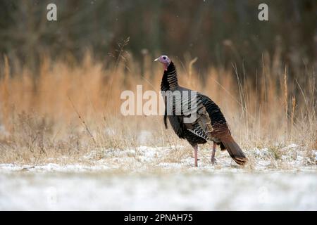 Wild Turkey (Meleagris gallopavo) adult male, walking in snow covered field (U.) S. A. winter Stock Photo