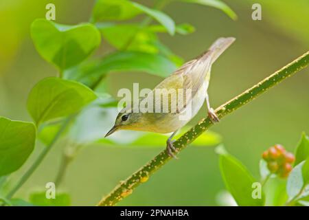 Tennessee Warbler (Vermivora peregrina), songbirds, animals, birds, Tennessee Warbler adult female, perched on stem, South Padre Island, utricularia Stock Photo
