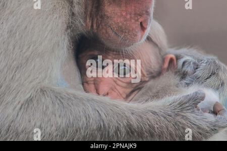 family of bonnet macaque, (macaca radiata) also known as zati, is a species of macaque endemic to southern india Stock Photo