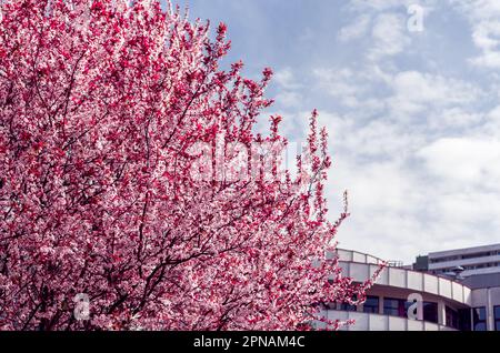 Nature and architecture. Beautifully blooming tree in the foreground. Concrete buildings in the background. Blue sky. Spring time Stock Photo