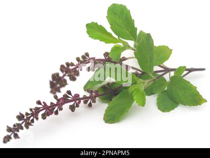 Medicinal tulsi leaves over white background Stock Photo