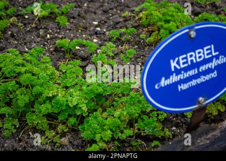 Chervil, Anthriscus cerefolium, is an important medicinal and medicinal plant. The herb is also used in the Frankfurt green sauce. Stock Photo