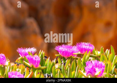 Abryanthemum acinaciforme pigface ice plant Carpobrotus acinaciformis Stock Photo