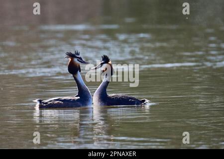 A pair of Great Crested Grebes courting