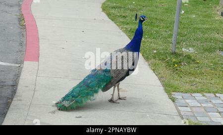 Los Angeles, California, USA 16th April 2023 Peacock at Hollywood Forever Cemetery on April 16, 2023 in Los Angeles, California, USA. Photo by Barry King/Alamy Stock Photo Stock Photo