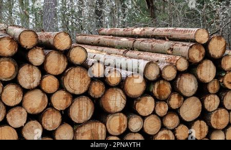 Rottweil, Germany. 17th Apr, 2023. A pile of coniferous wood lies stacked on the edge of a forest path. Credit: Silas Stein/dpa/Alamy Live News Stock Photo