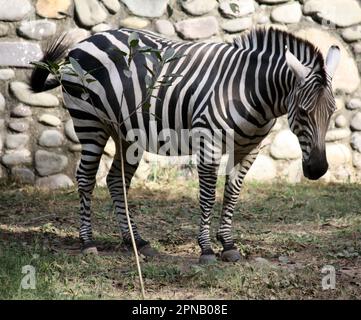 Grant's zebra (Equus quagga boehmi) standing in a zoo : (pix Sanjiv Shukla) Stock Photo