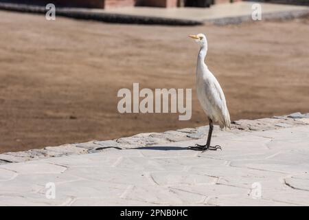 single baby white egret standing on a path from a resort in egypt Stock Photo