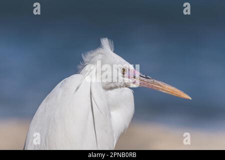 white reef egret standing at the beach with the sea in the background in egypt Stock Photo