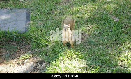 Los Angeles, California, USA 16th April 2023 Squirrel at Hollywood Forever Cemetery on April 16, 2023 in Los Angeles, California, USA. Photo by Barry King/Alamy Stock Photo Stock Photo