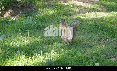 Los Angeles, California, USA 16th April 2023 Squirrel at Hollywood Forever Cemetery on April 16, 2023 in Los Angeles, California, USA. Photo by Barry King/Alamy Stock Photo Stock Photo