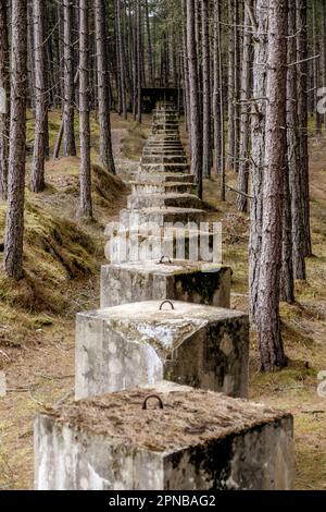 Dragons Teeth, Tank Traps, Lossiemouth woods Stock Photo
