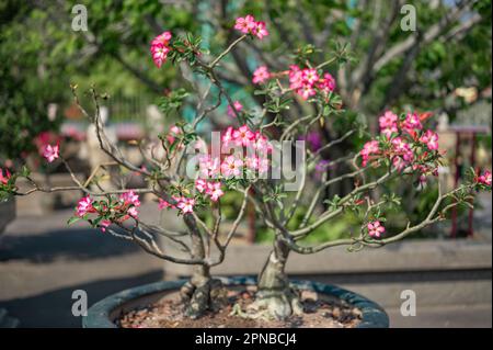 small tree with pink flowers. Pink Flowers background. Beautiful nature scene with blooming flowers in sun flare. Small Blooming flowers festive backg Stock Photo