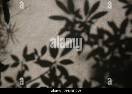 Plant branch or leaf shadow on concrete wall. Abstract nature concept background. Stock Photo