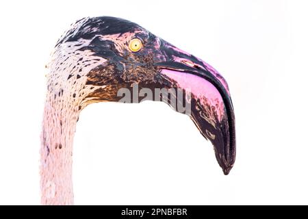 Side view of flamingo with pink plumage and muddy head looking away while isolated on white background Stock Photo
