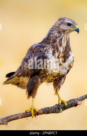 Side view of Common Buzzard bird with blue beak and yellow legs standing on branch in blurred background Stock Photo