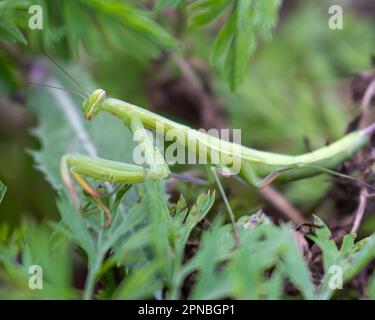 European preying  mantis in garden, close up. Mantis religiosa Stock Photo
