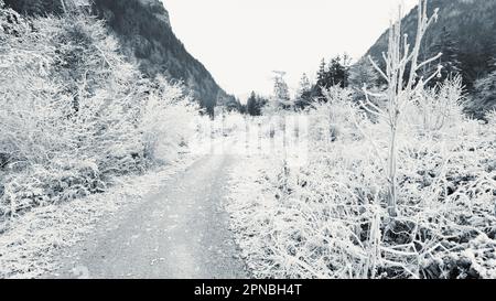 Black and white background with winter landscape of frosted grass and shrubs along pathway in valley against forested mountain slopes Stock Photo