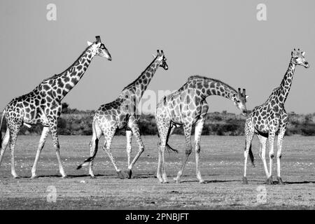 Giraffes in Central Kalahari, Botswana Stock Photo