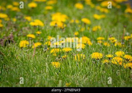 Vibrant yellow dandelions growing in a lawn, with a shallow depth of field Stock Photo